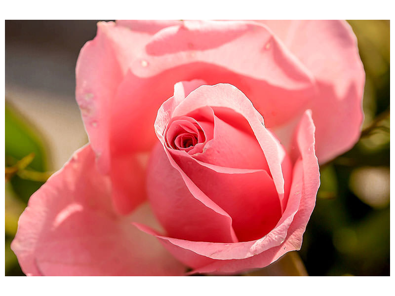 canvas-print-the-rose-in-pink