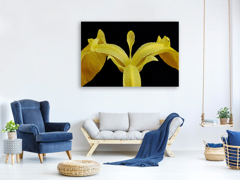 canvas-print-the-swamp-iris