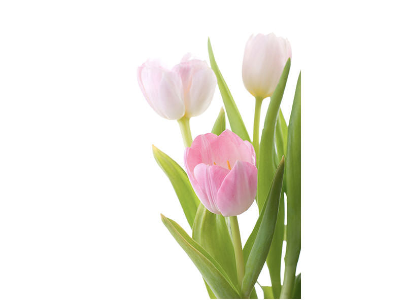 canvas-print-the-tulips-trio