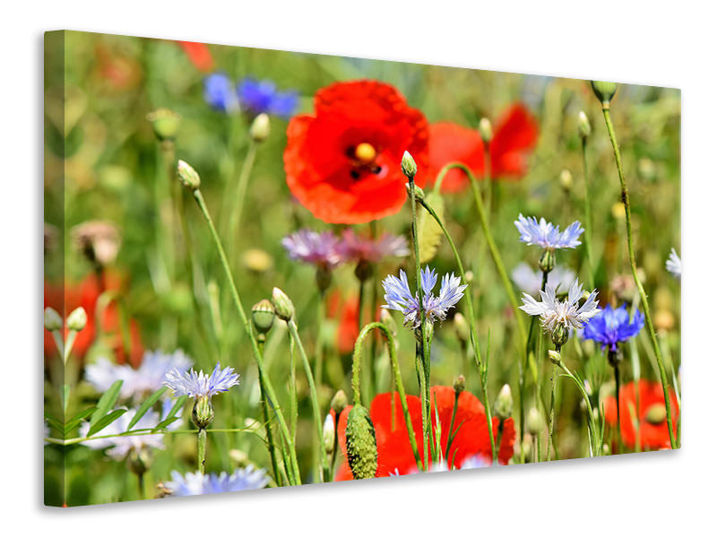 canvas-print-the-wild-poppy-xl