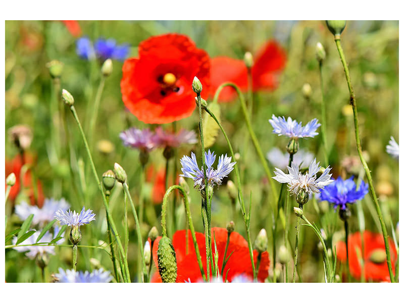 canvas-print-the-wild-poppy-xl