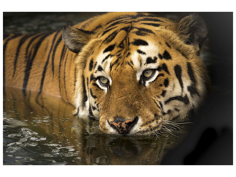 canvas-print-tiger-in-the-water