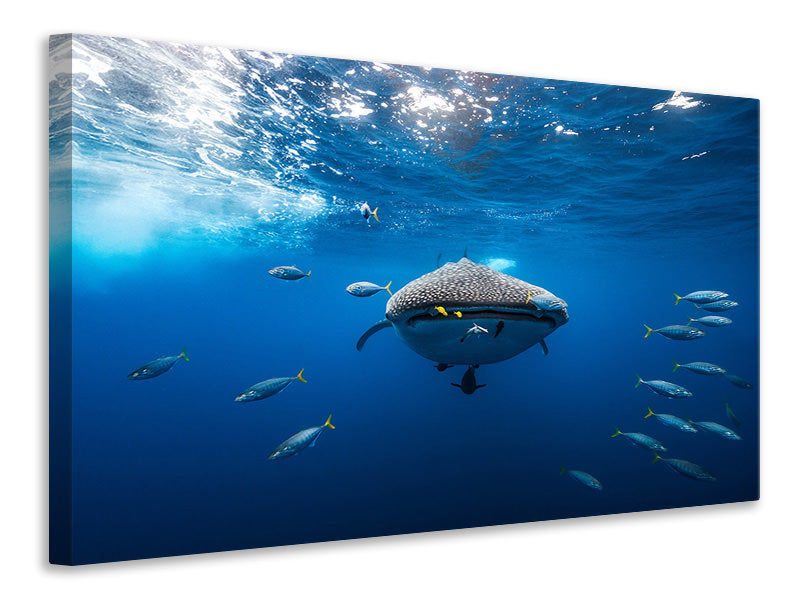 canvas-print-whale-shark-escorted-by-a-school-of-bonito