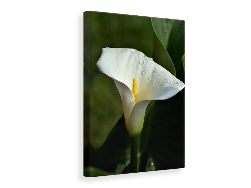 canvas-print-white-calla-with-morning-dew