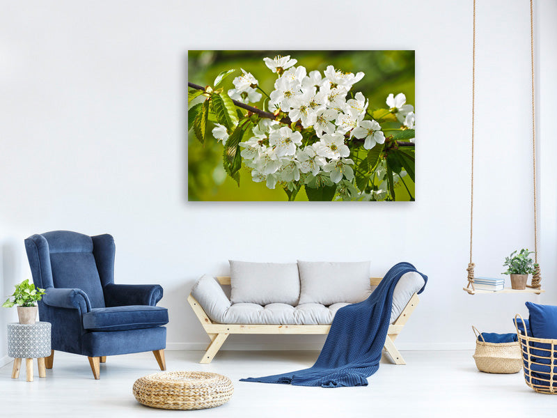 canvas-print-white-flowers-in-xl