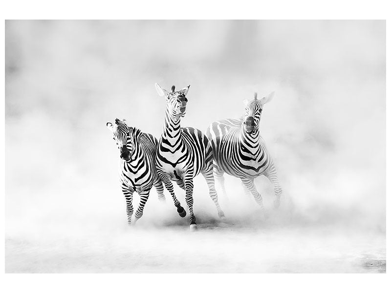 canvas-print-zebras