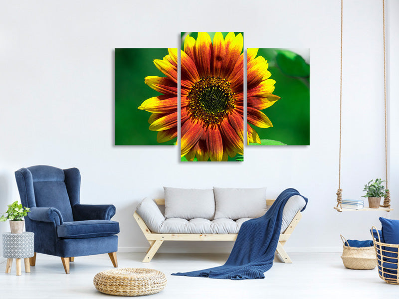 modern-3-piece-canvas-print-colorful-sunflower