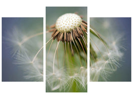 modern-3-piece-canvas-print-dandelion-close-up