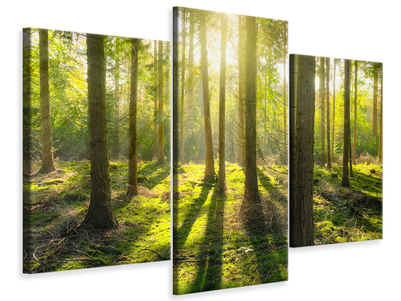 modern-3-piece-canvas-print-in-the-middle-of-the-woods