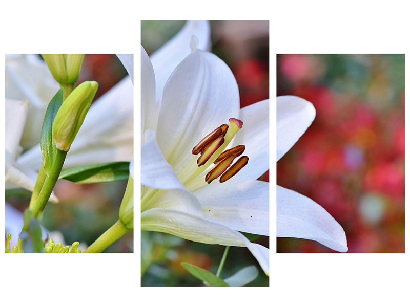 modern-3-piece-canvas-print-magnificent-lily-in-white