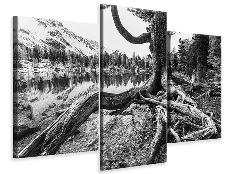 modern-3-piece-canvas-print-old-tree