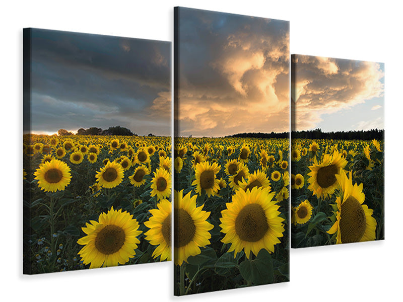 modern-3-piece-canvas-print-sunflowers-in-sweden