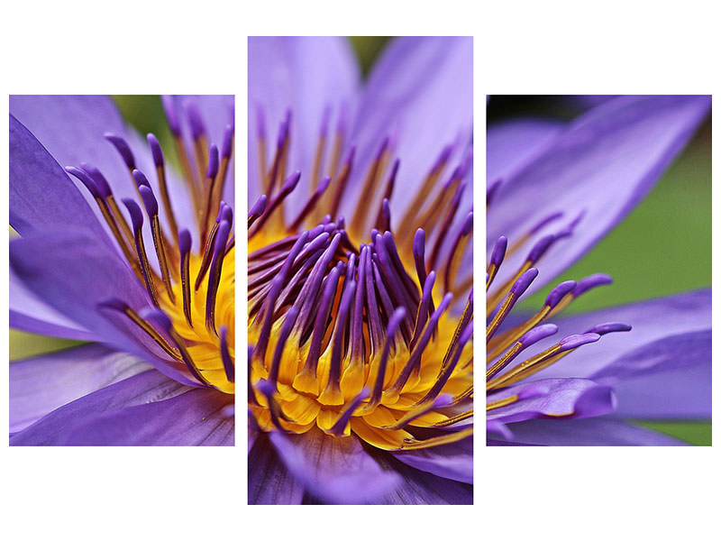 modern-3-piece-canvas-print-xxl-water-lily-in-purple