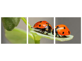 panoramic-3-piece-canvas-print-2-ladybirds