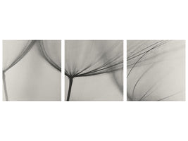 panoramic-3-piece-canvas-print-tragopogon