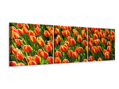 panoramic-3-piece-canvas-print-tulip-field-in-orange