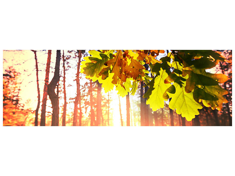 panoramic-canvas-print-autumn