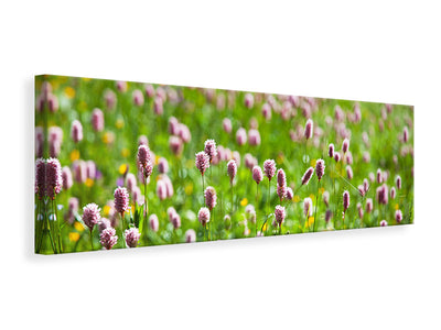 panoramic-canvas-print-clover