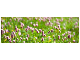 panoramic-canvas-print-clover