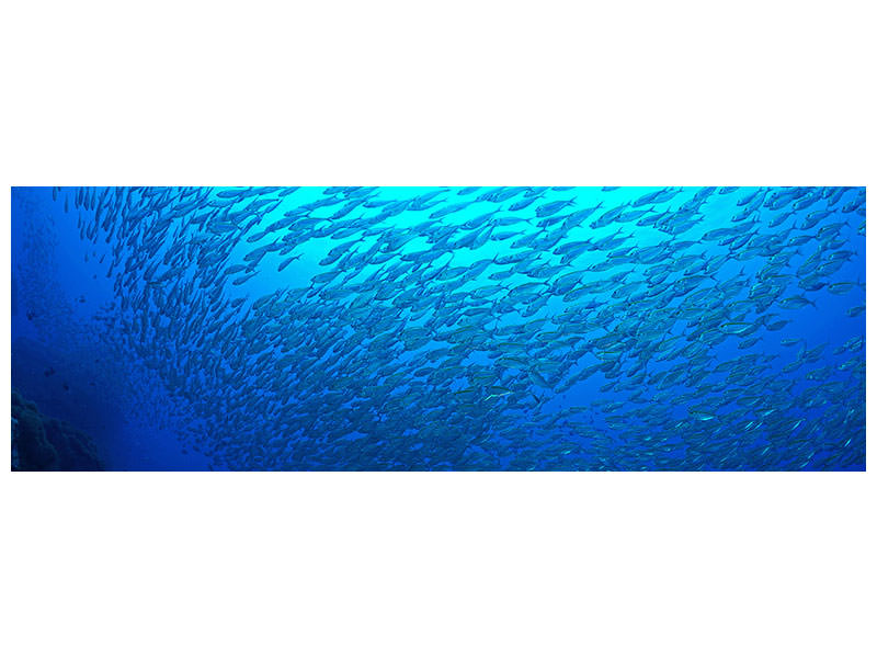 panoramic-canvas-print-fish-world