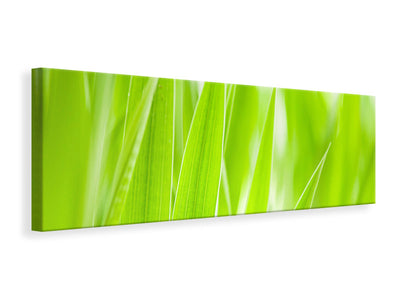 panoramic-canvas-print-grass-xxl