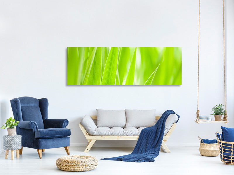 panoramic-canvas-print-grass-xxl