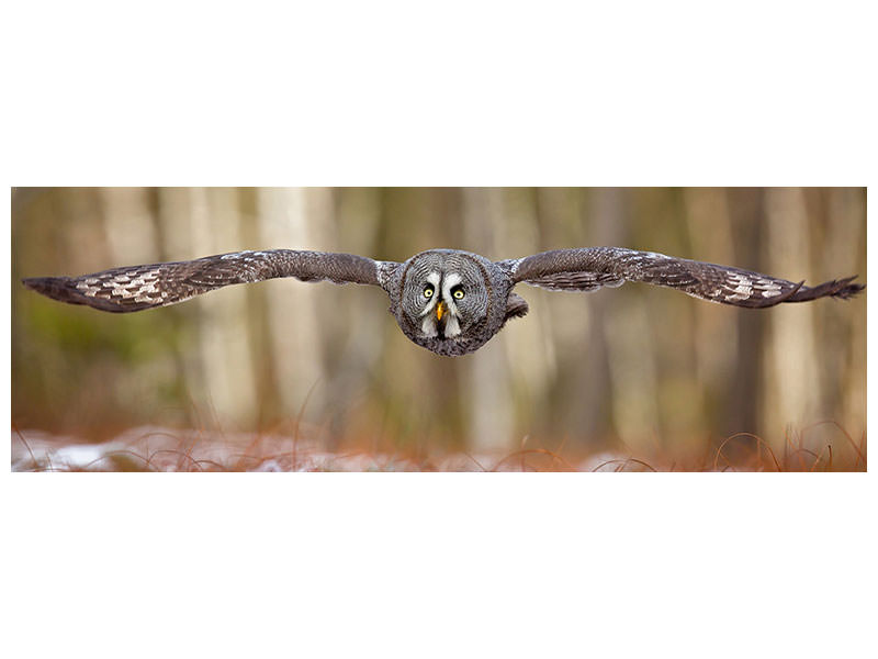 panoramic-canvas-print-great-grey-owl