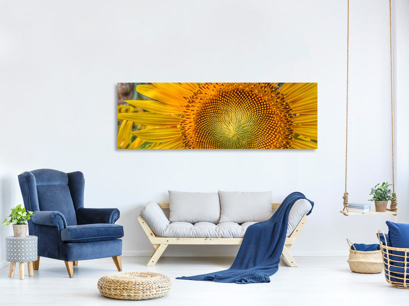 panoramic-canvas-print-inflorescence-of-a-sunflower