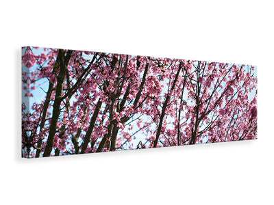 panoramic-canvas-print-japanese-cherry-blossom