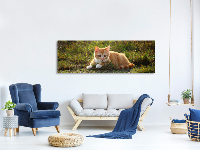 panoramic-canvas-print-kitten-in-nature
