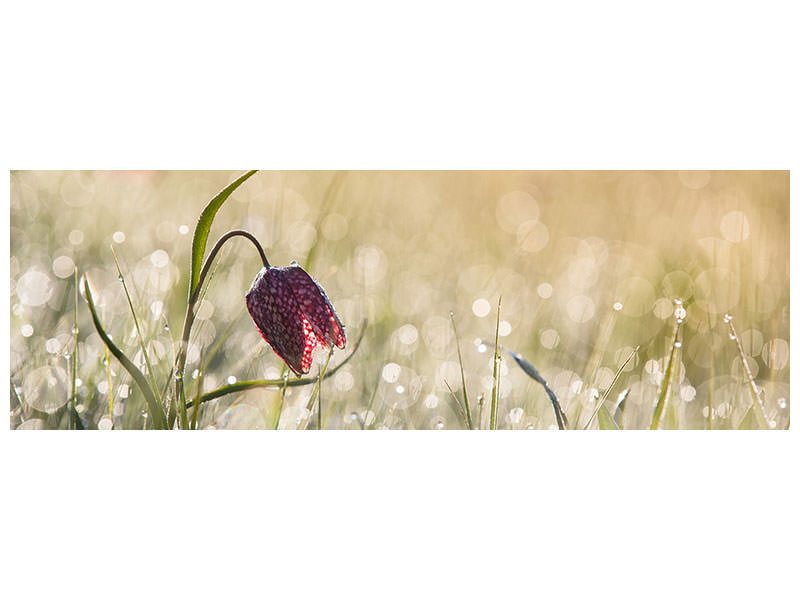 panoramic-canvas-print-morningdew