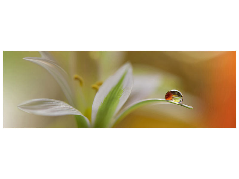 panoramic-canvas-print-sound-of-colors